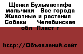 Щенки Бульмастифа мальчики - Все города Животные и растения » Собаки   . Челябинская обл.,Пласт г.